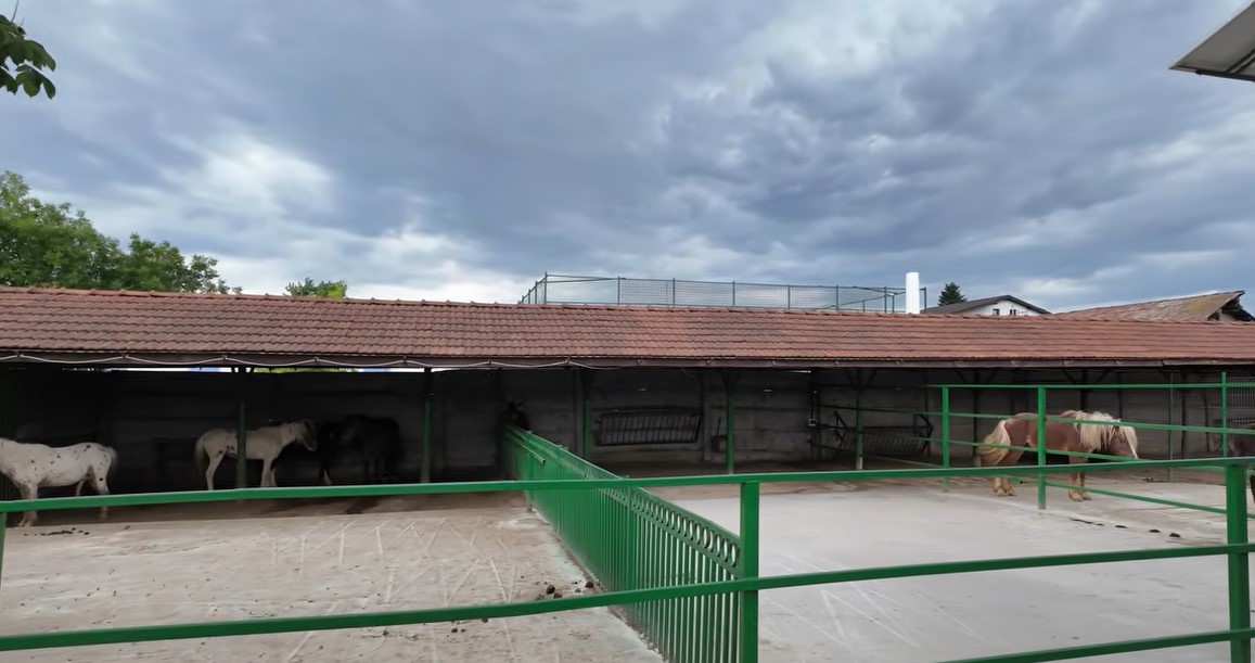 Imagini rare cu proprietatea lui Nuțu Cămătaru. Cum arată domeniul din Ferentari unde sunt crescuți cai și animale exotice