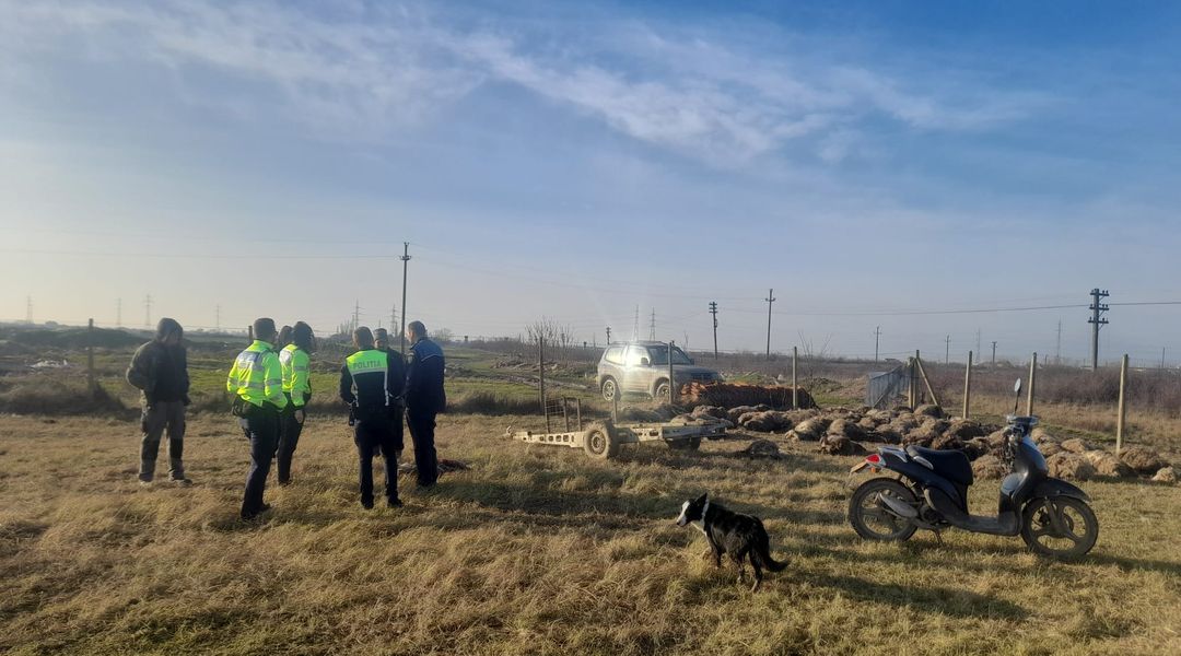 Zeci de oi, ucise de o haită de câini la o fermă de la marginea municipiului Timișoara