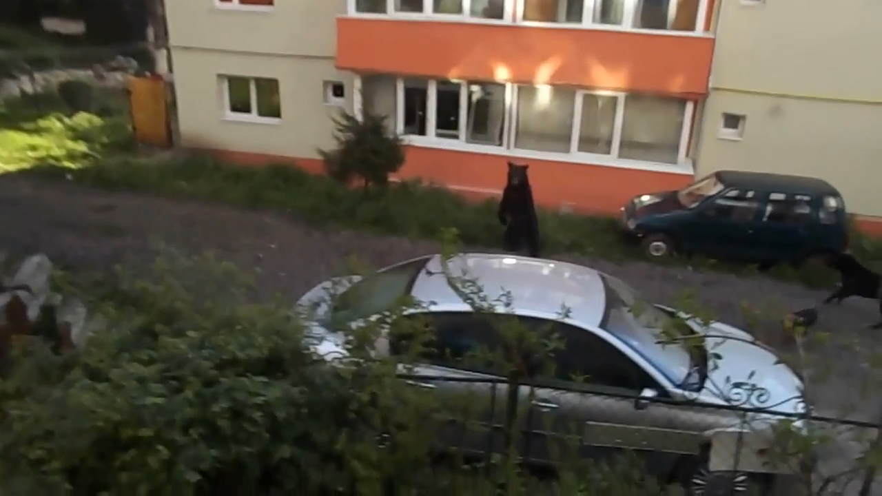 Panică în Bușteni! Un urs înfometat «a luat masa» la tomberonul dintre blocuri