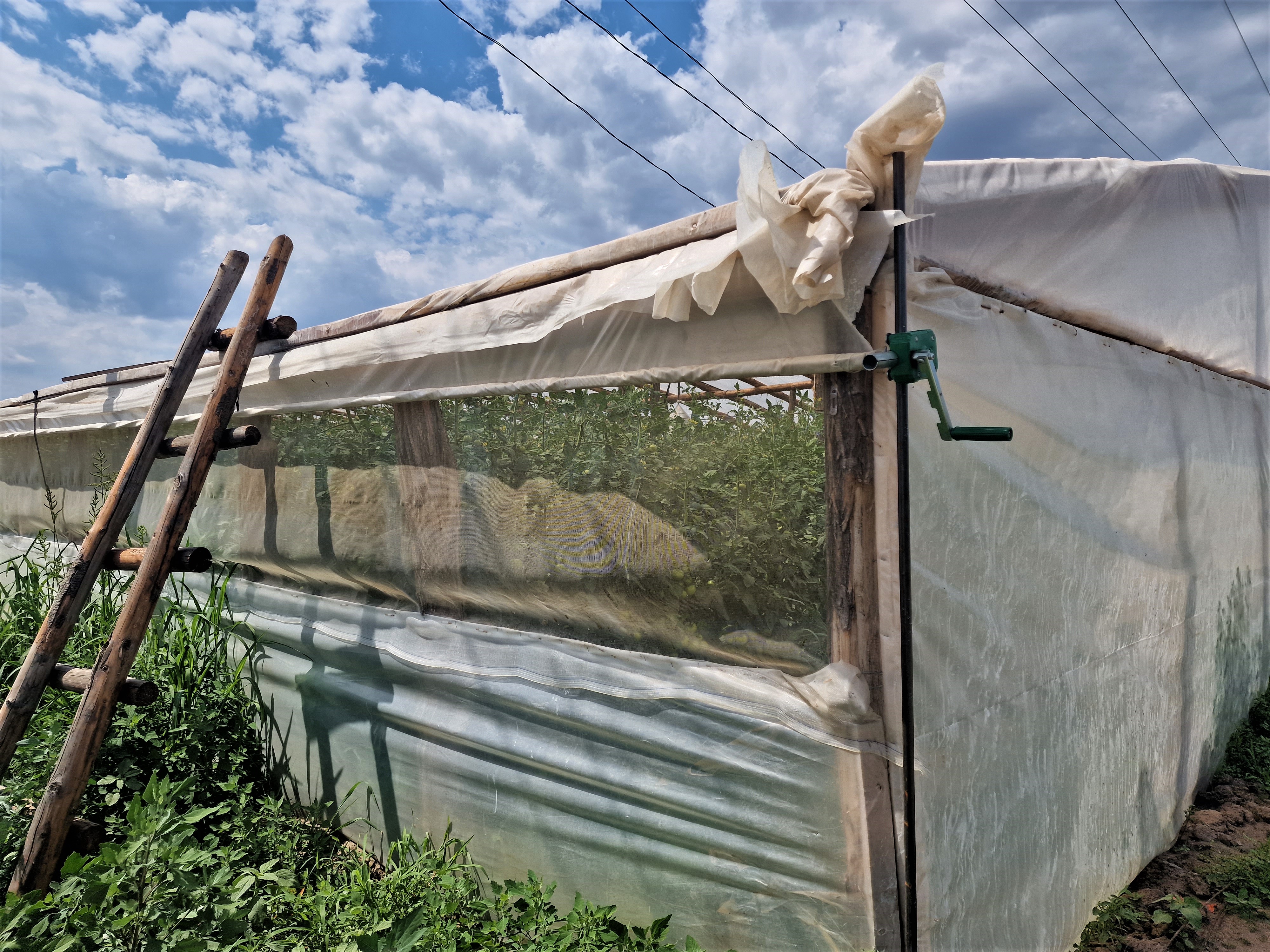 REPORTAJ. Apocalipsa roșiilor. Cultivatorii dintr-o localitate renumită pentru calitatea legumelor au ajuns să le vândă pe nimic sau să le arunce la gunoi: „Anul ăsta ne-a frânt de tot!”