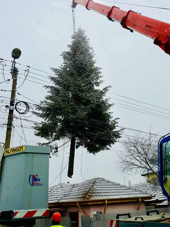 VIDEO&FOTO/ Bradul de Crăciun de la Buzău, donat de un localnic nevoit să-l taie: "Când s-au apropiat cu drujba de el, mi-au dat lacrimile"