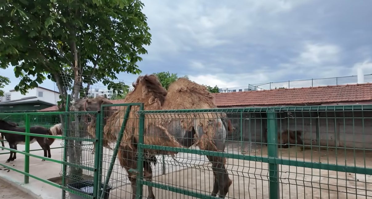 Imagini rare cu proprietatea lui Nuțu Cămătaru. Cum arată domeniul din Ferentari unde sunt crescuți cai și animale exotice