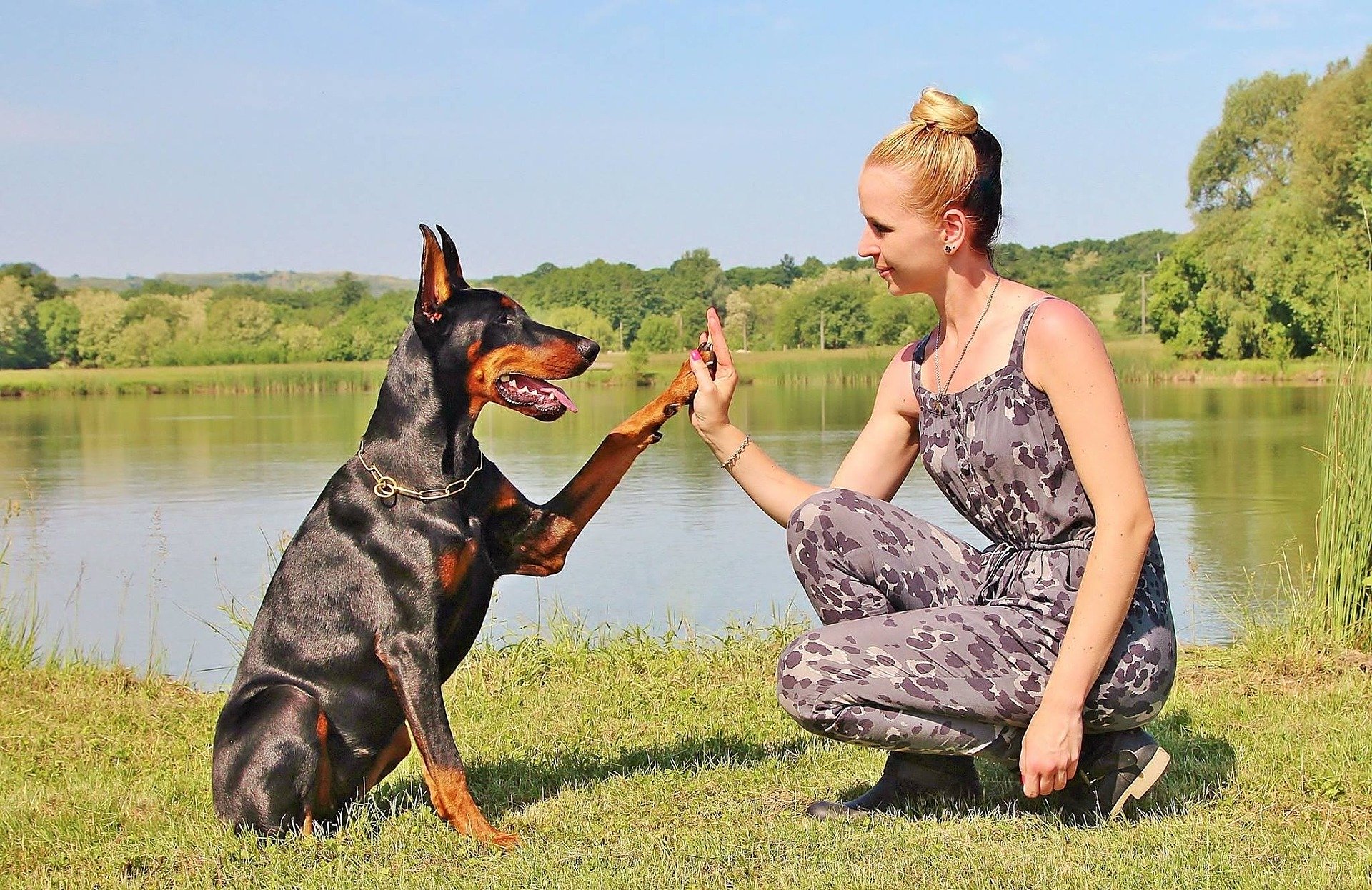 Doberman - caracteristici și temperament. Cum se dresează un animal de companie