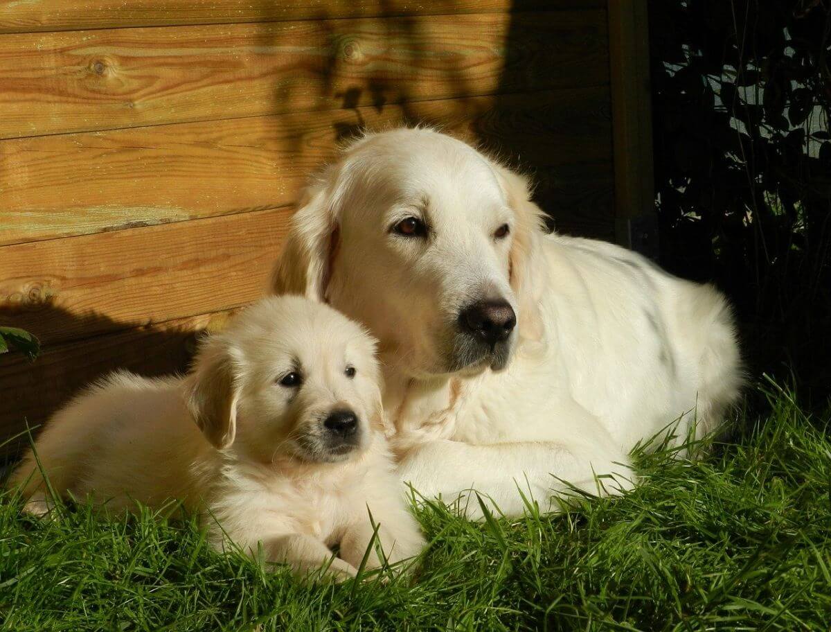Golden Retriever - cât de ușor se dresează și ce personalitate are cel mai îndrăgit câine