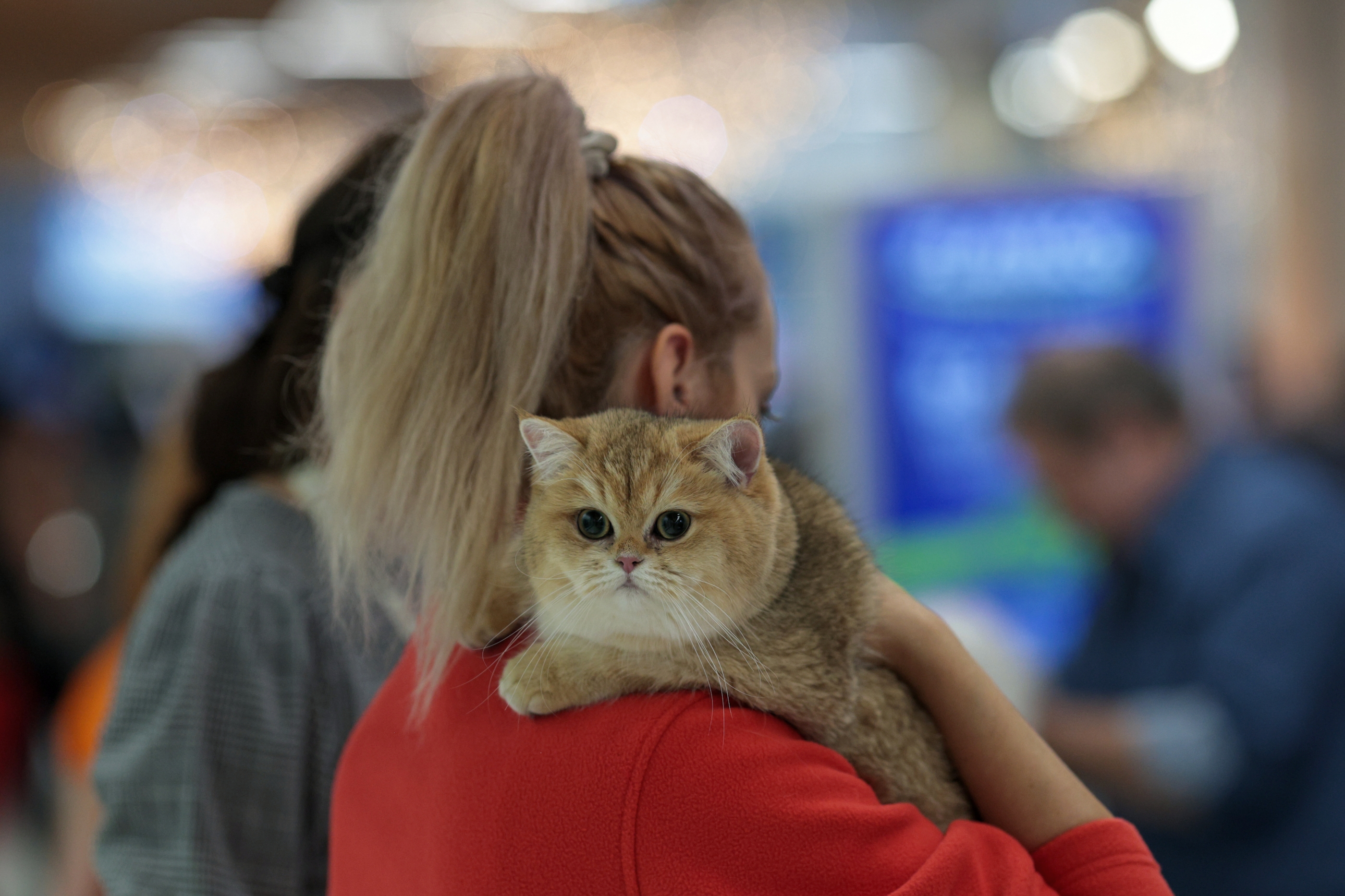 FOTO. Pisicile au pus stăpânire pe un mall din Capitală. Peste 250 de exemplare participă la Expoziția Internațională Feline WCF