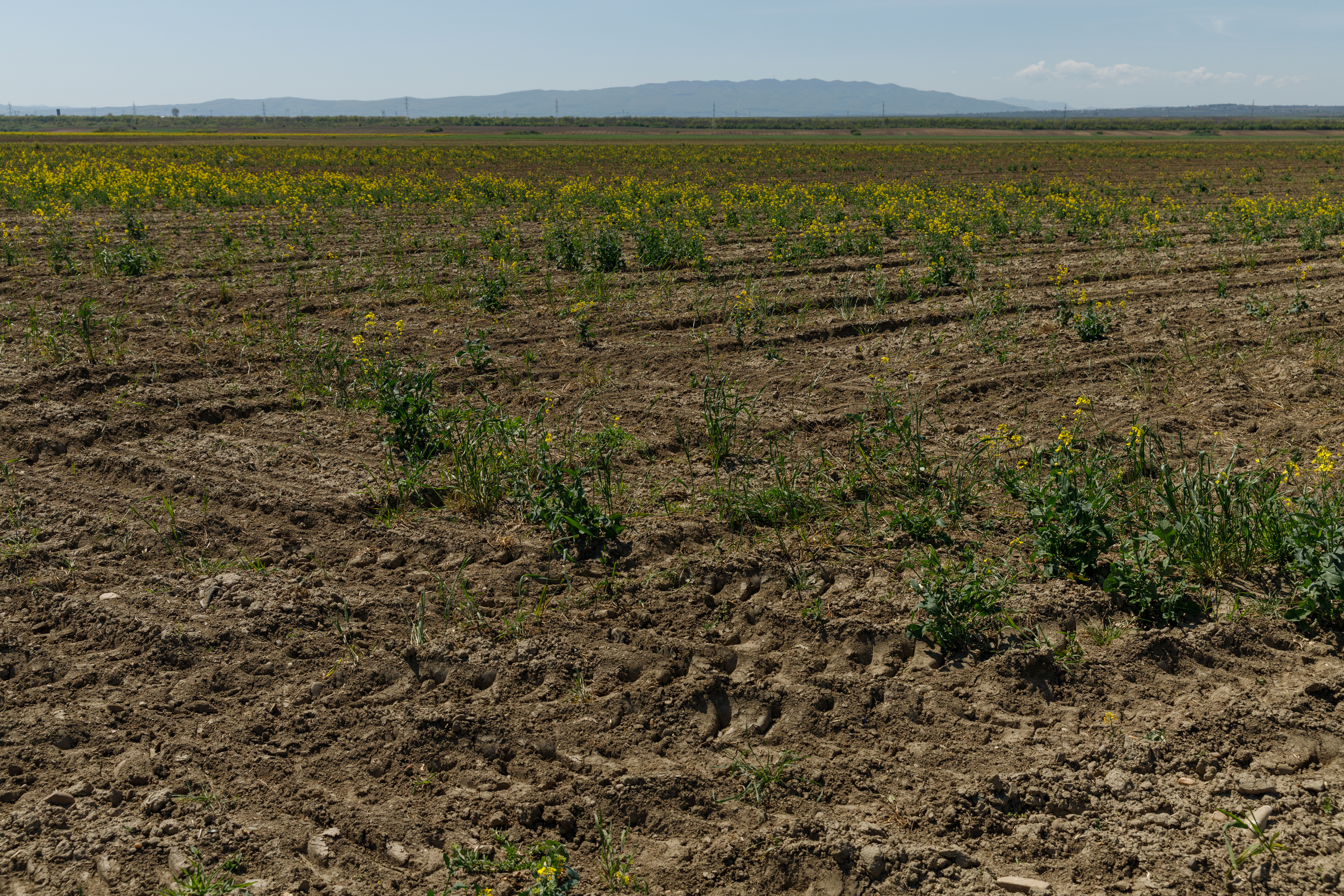 REPORTAJ. Care este noul pol al secetei din România unde zeci de fermieri se declară în faliment. Declarațiile oamenilor din generația nouă de agricultori 