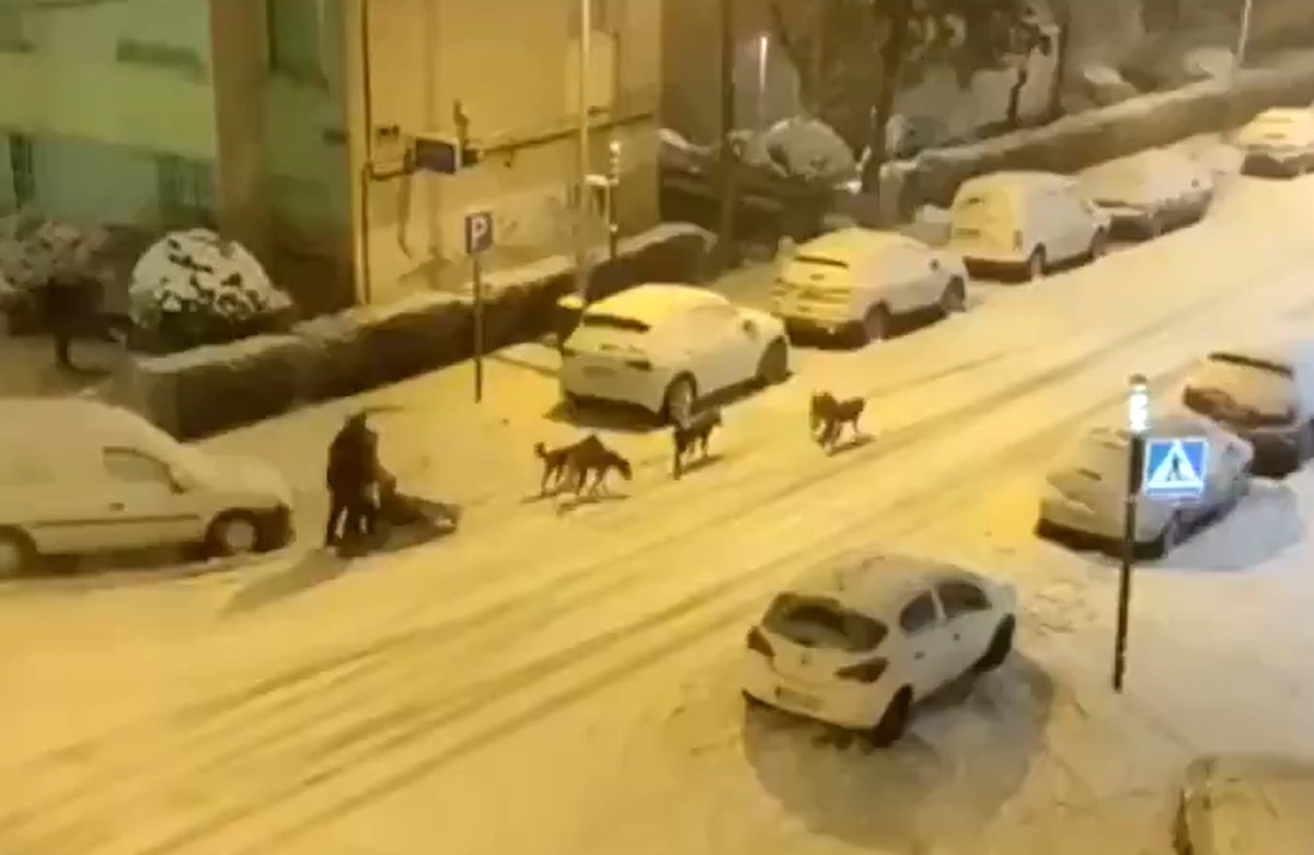 VIDEO | Spania, paralizată de furtuna de zăpadă Filomena. Madridul - oraș închis, fără căldură, apă și curent