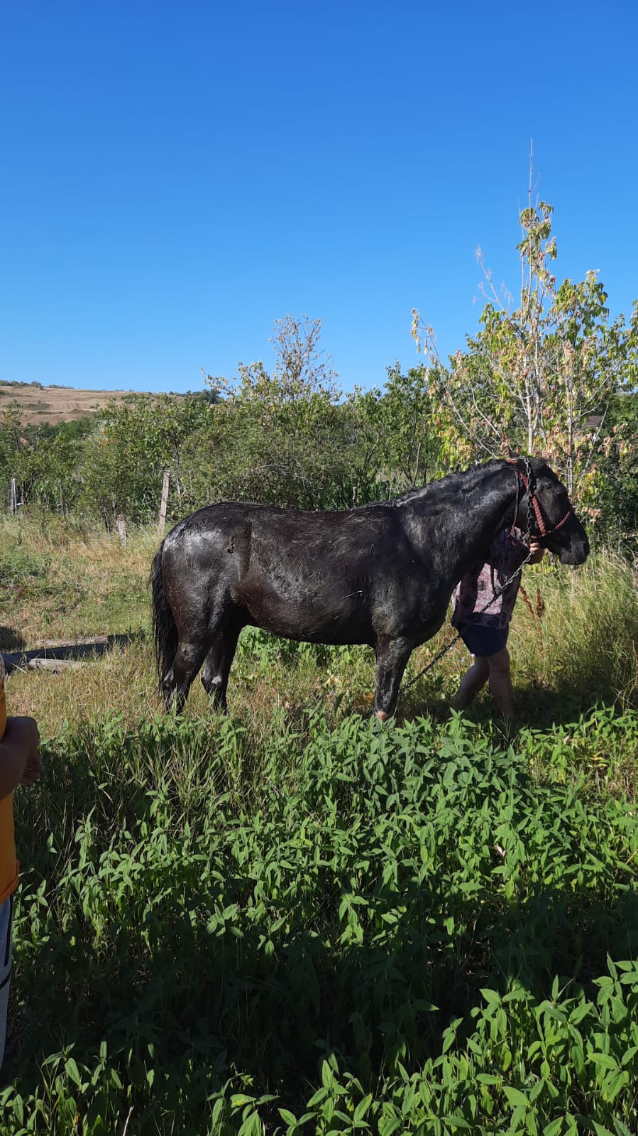 Cal salvat în Iași, după ce a căzut într-o fântână. Animalul a fost scos după două ore de pompieri