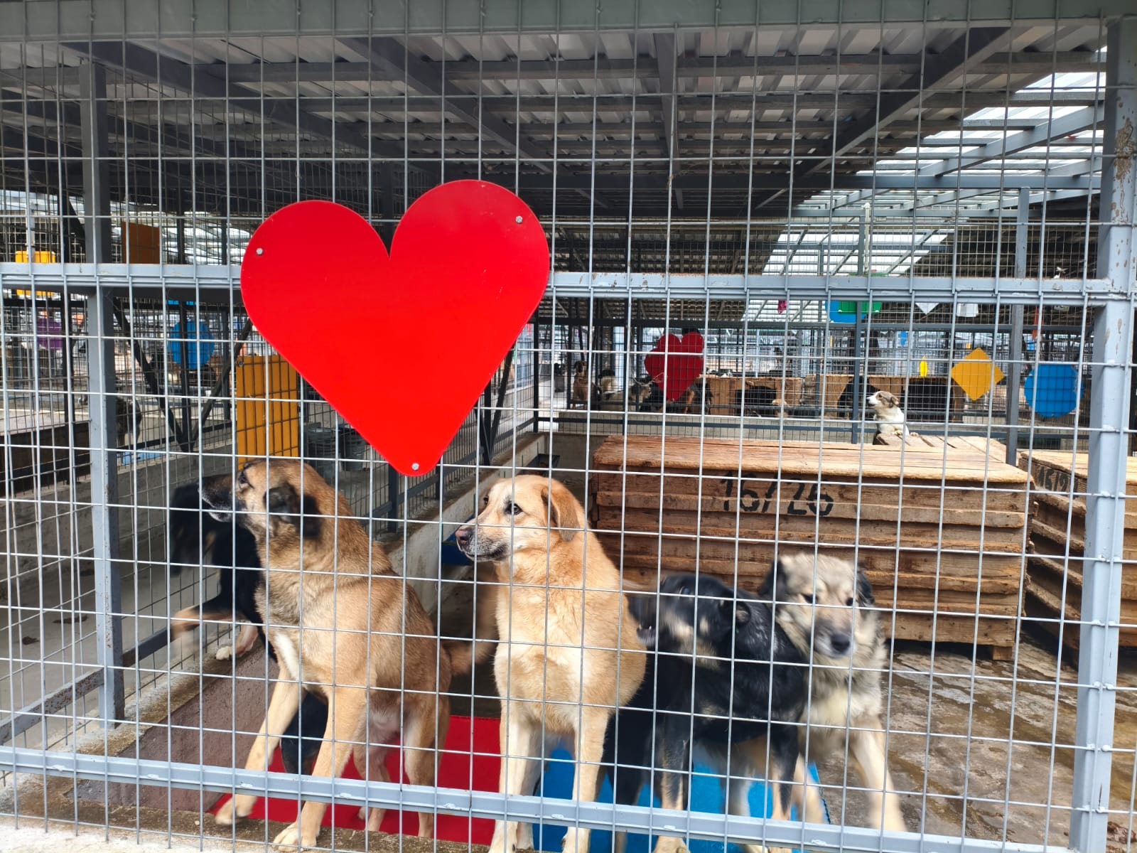 Orașul câinilor. Localitatea din România care a ajuns să găzduiască cel mai mare adăpost din lume dedicat animalelor fără stăpân