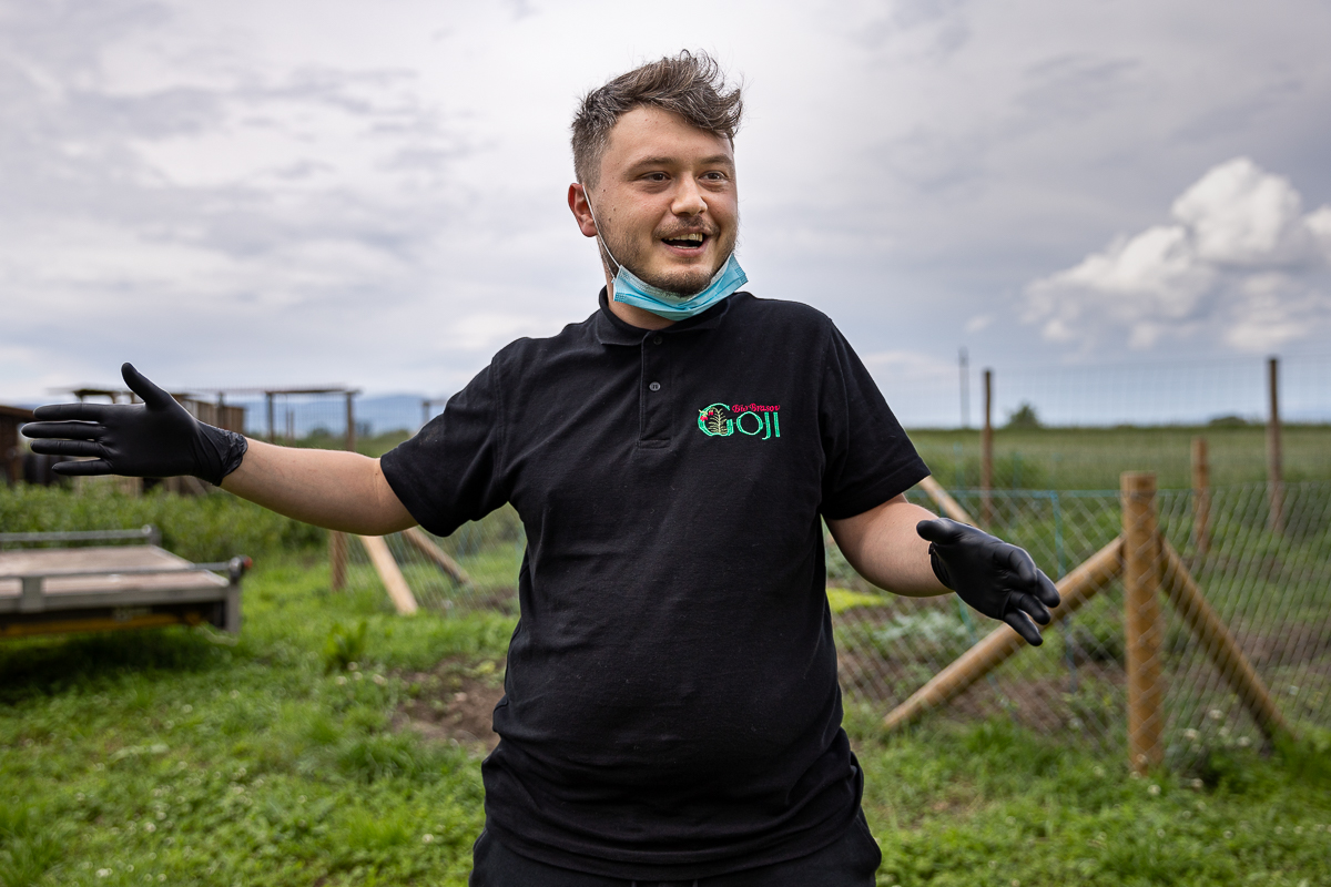Ce i-a determinat pe doi tineri să renunțe la avocatură și să se apuce de cultivat goji: “Vin italienii, nemţii şi fac proiecte frumoase în agricultură. Românii de ce nu fac?”