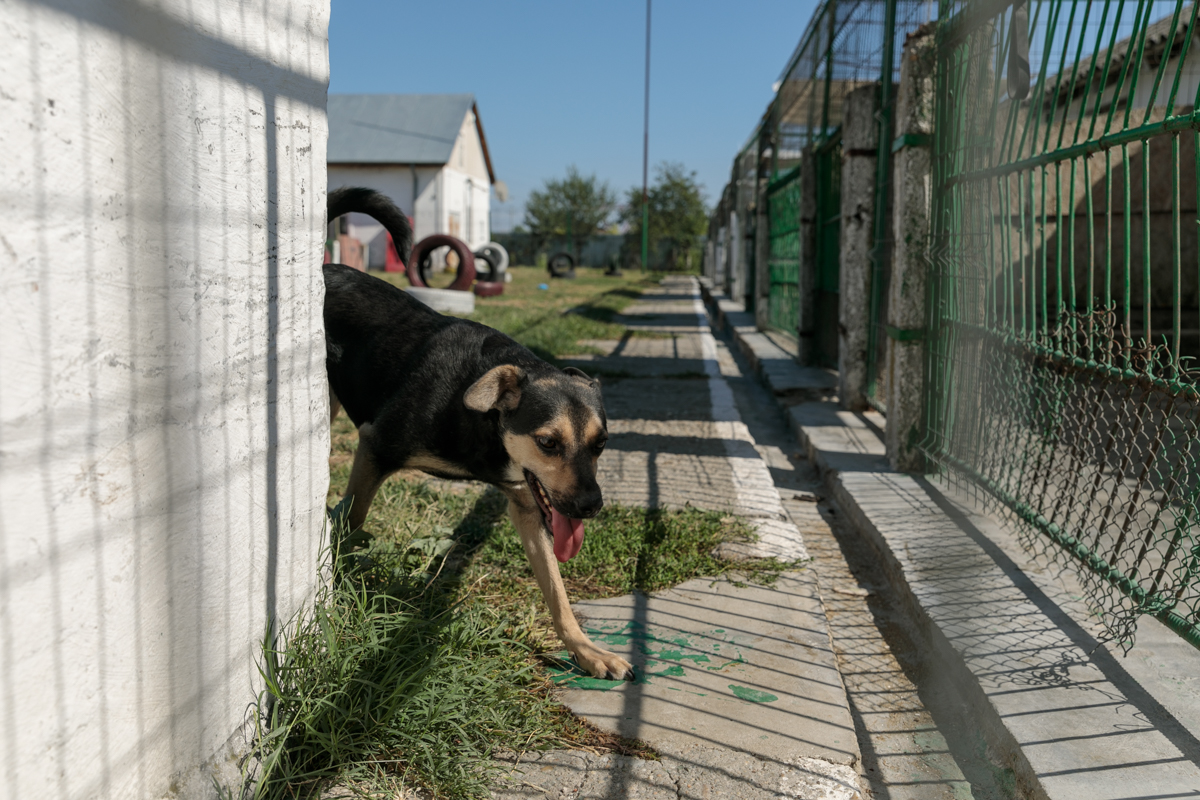 „Îi oferi o viață, iar când crește, îl arunci pe stradă. Ăsta este egoism”. Patru studenți din Turcia au grijă de câinii abandonați din București