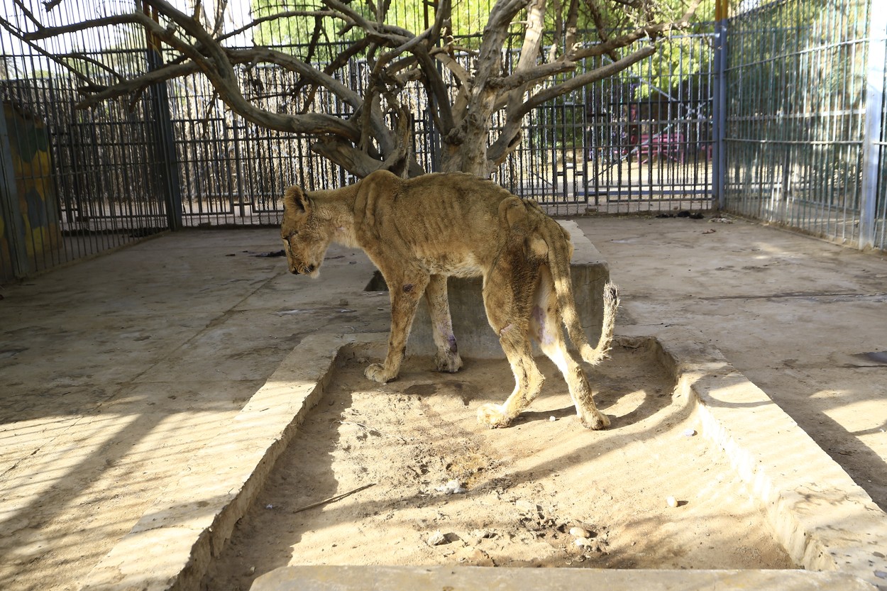 Imagini șocante. Cinci lei mor de foame într-o grădină zoologică
