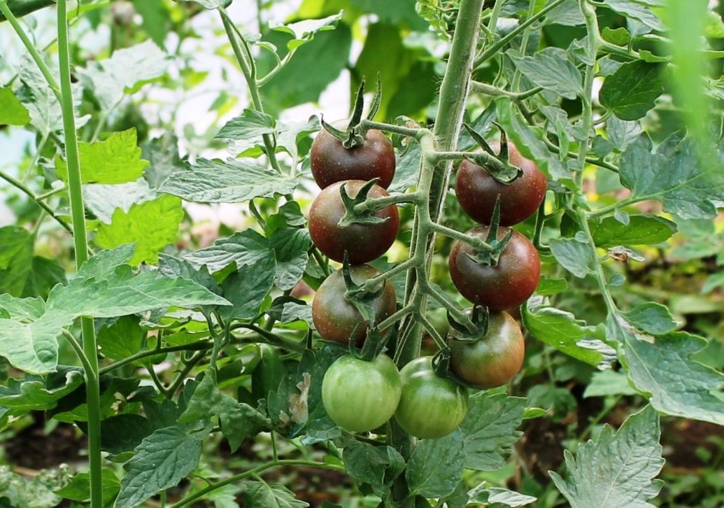 Un arădean cultivă 40 de soiuri de roşii de pe toate continentele | GALERIE FOTO