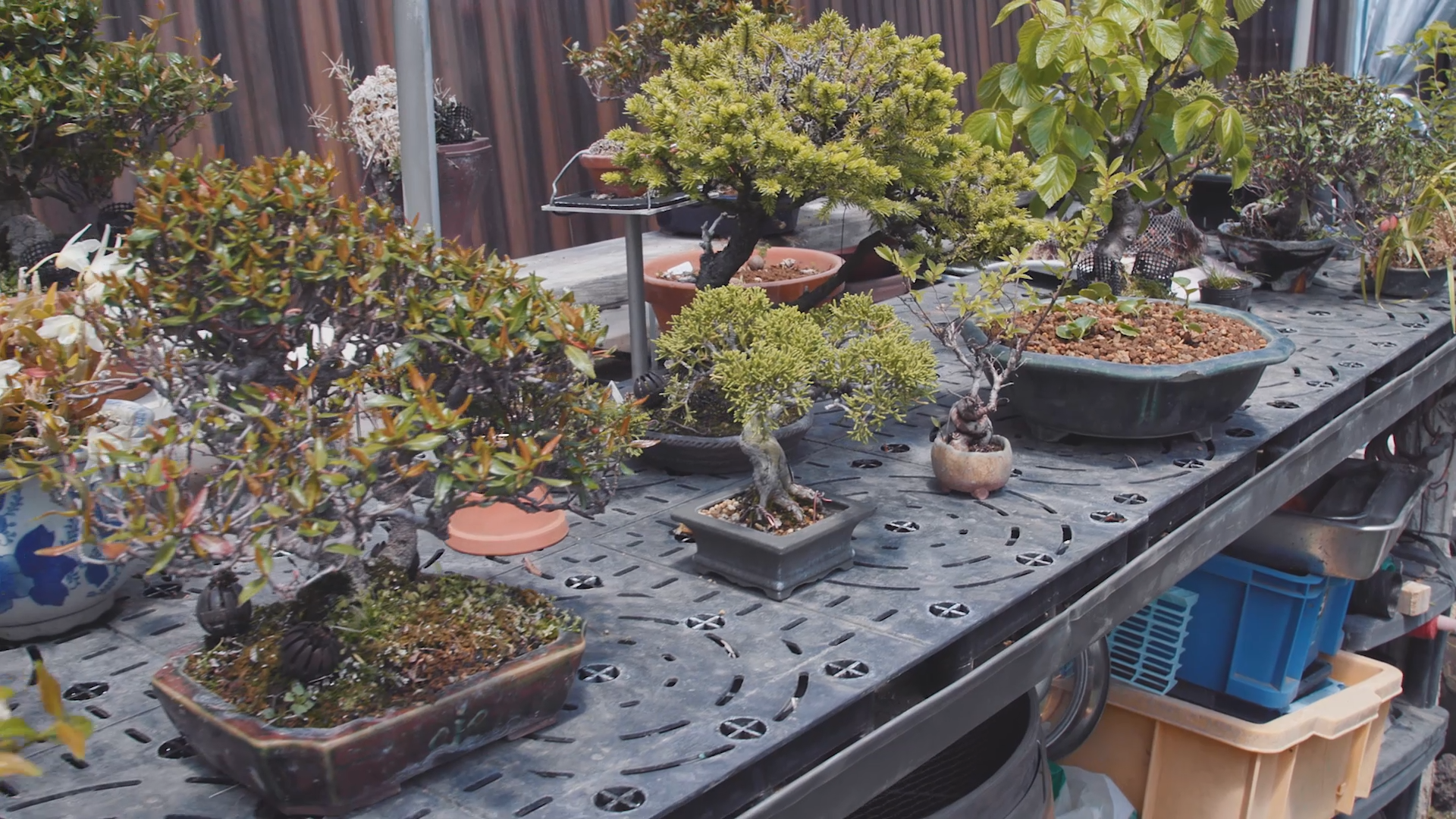 Drzewko bonsai nawet za 3,4 mln z. Skd takie ceny?