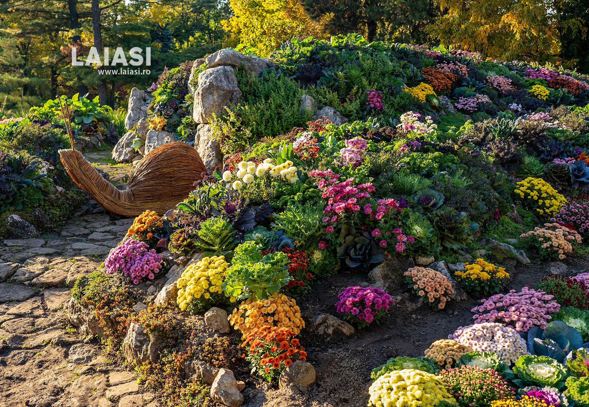 Cea mai așteptată expoziție de flori de toamnă s-a deschis în Grădina Botanică din Iași. Zeci de vizitatori au venit să admire explozia de culori