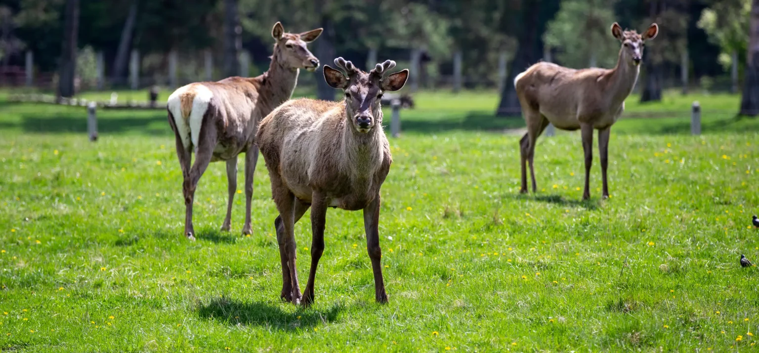 Viața la ferma de zimbri din Vama Buzăului. Animalele sunt îngrijite într-o rezervație de 90 de hectare, aflată la poalele Munților Ciucaș