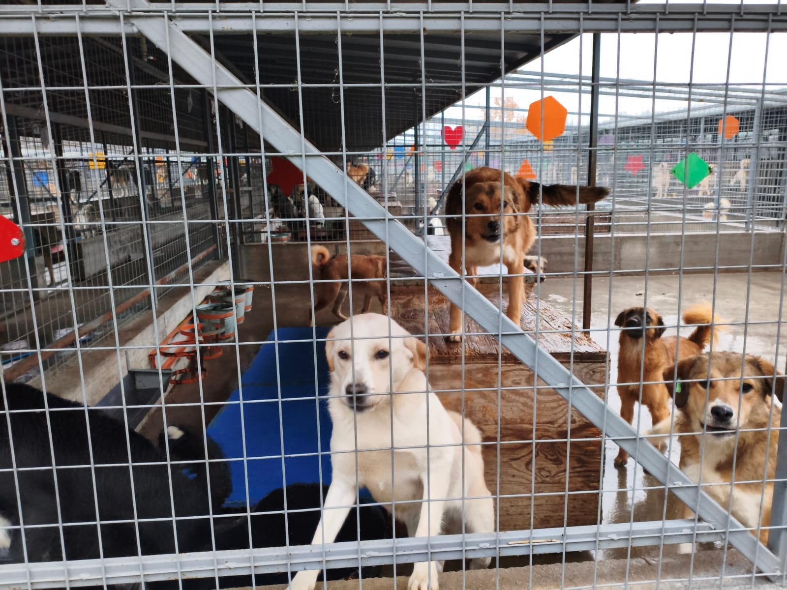 Orașul câinilor. Localitatea din România care a ajuns să găzduiască cel mai mare adăpost din lume dedicat animalelor fără stăpân