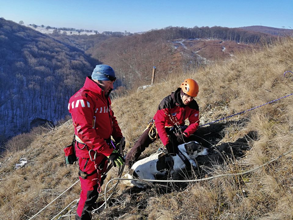 Un câine căzut într-o prăpastie, speriat de petardele de la Revelion, a fost salvat după o săptămână