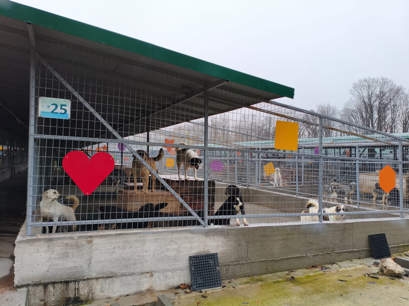 Orașul câinilor. Localitatea din România care a ajuns să găzduiască cel mai mare adăpost din lume dedicat animalelor fără stăpân