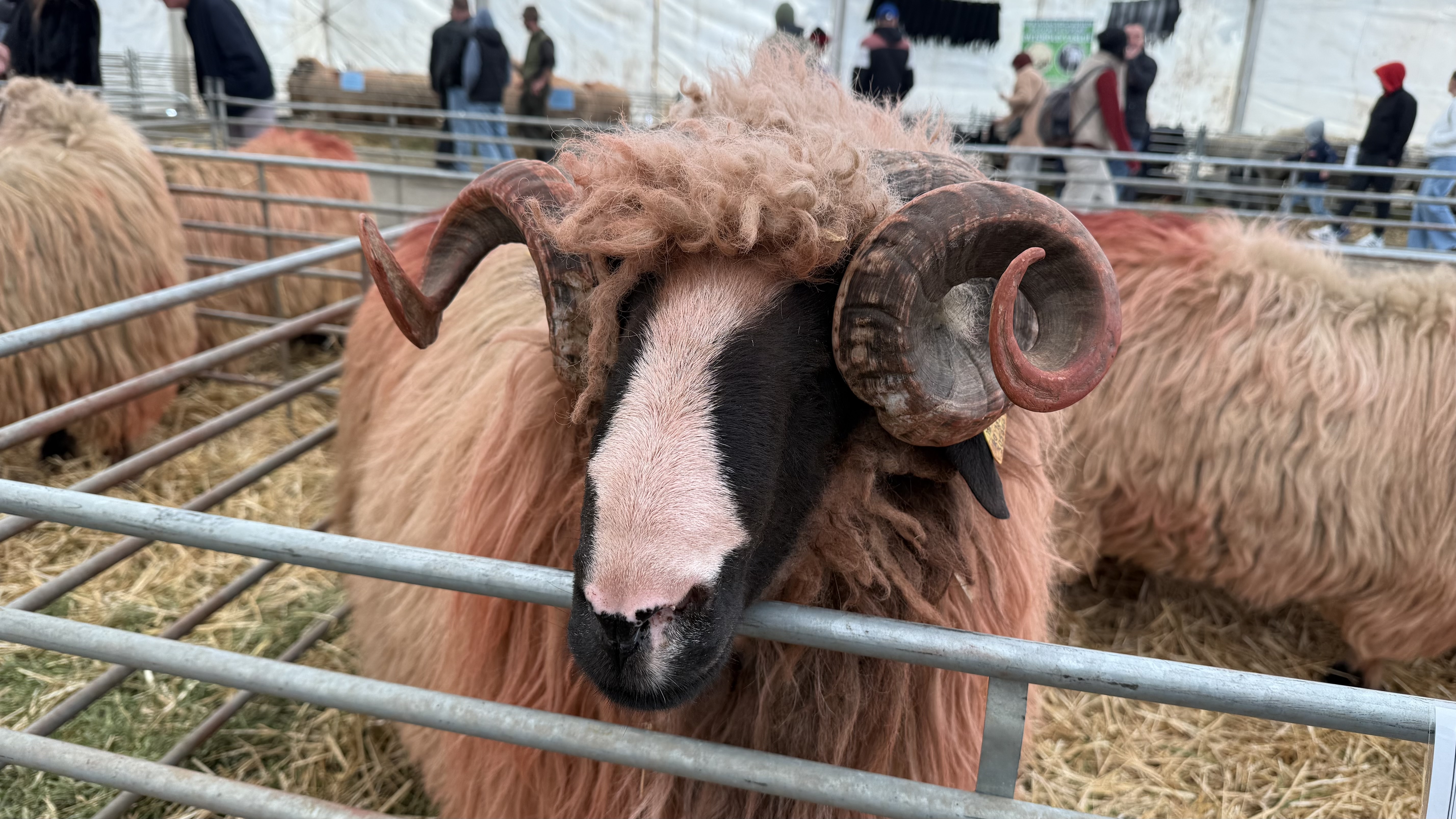 „Vaca mea produce peste 50 de litri pe zi. O iubim ca pe un membru al familiei”. Cum arată o zi de weekend la Indagra, cel mai mare eveniment agricol din România
