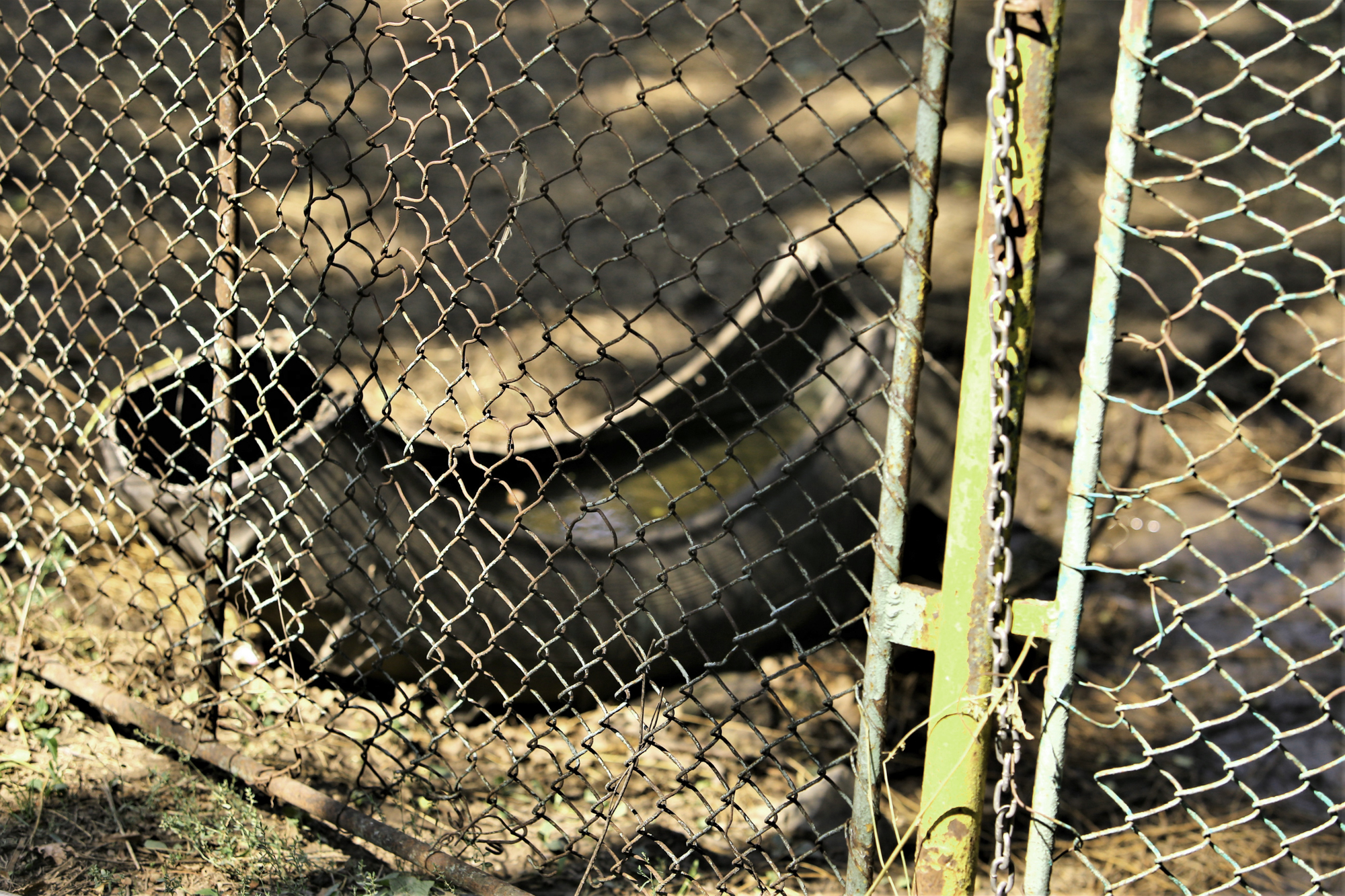 REPORTAJ. Grădina Zoologică din Brăila - în vizită la „pușcăria animalelor”: Vietăți apatice, mâncare puţină, apă în cauciucuri de maşină