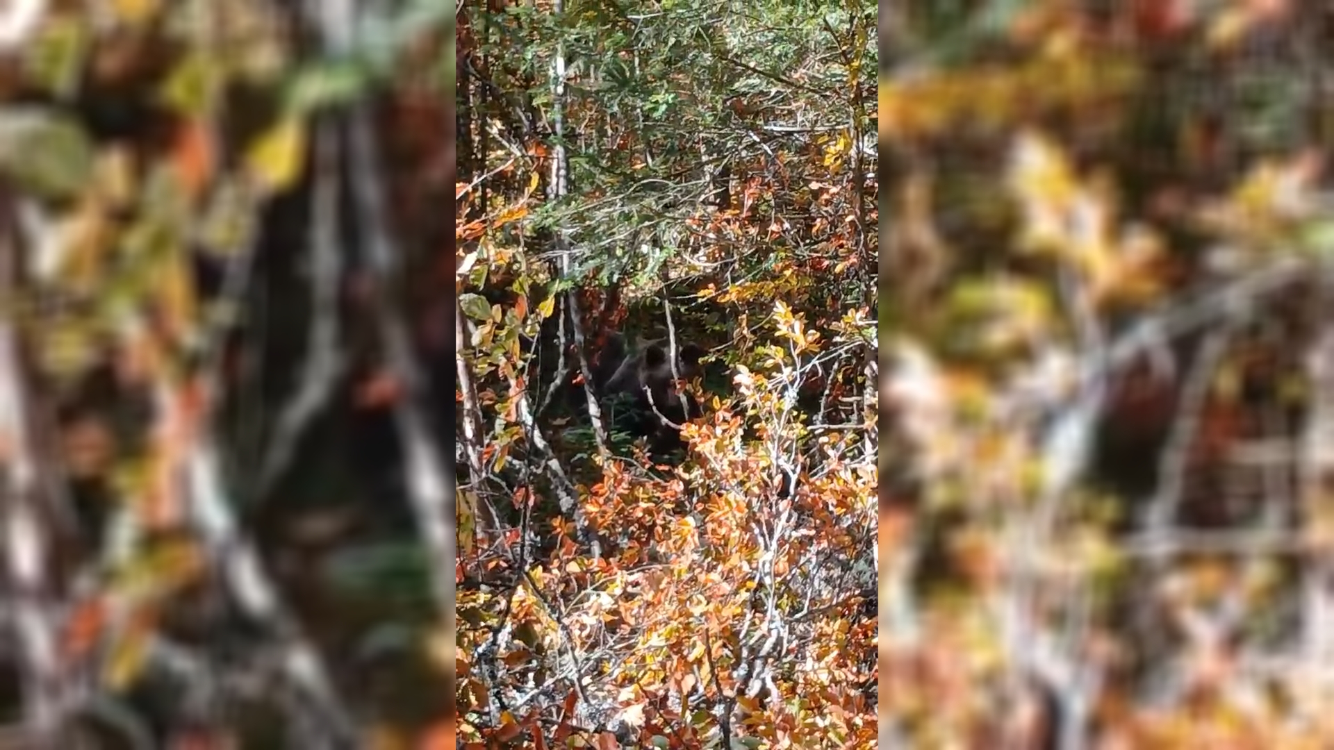 Mrki medved na Tari prišao na par metara ljudima, snimak izazvao pažnju