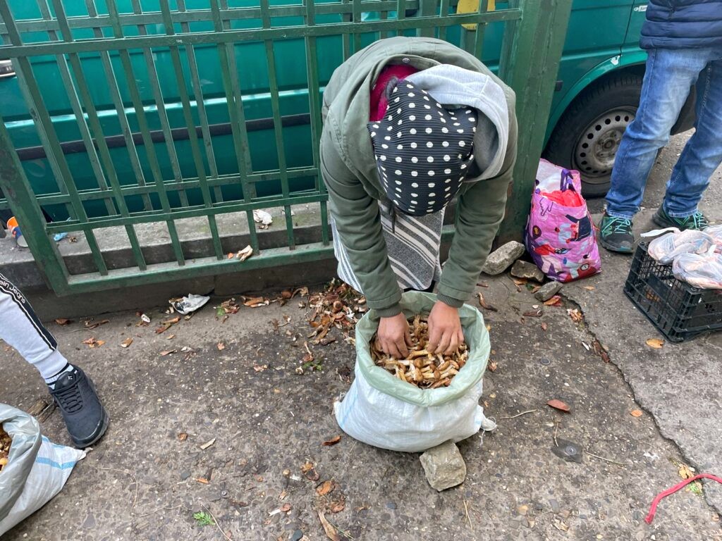 Creștere a intoxicațiilor cu ciuperci din piețe la Iași. Comercianții vând fără autorizație