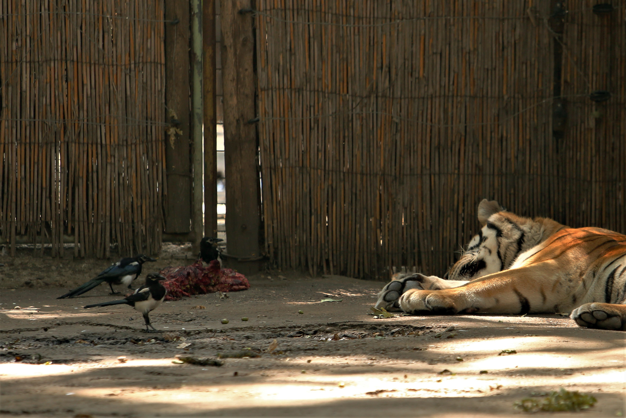 REPORTAJ. Grădina Zoologică din Brăila - în vizită la „pușcăria animalelor”: Vietăți apatice, mâncare puţină, apă în cauciucuri de maşină