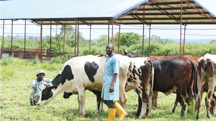 Nigeria's Minister of Livestock Development Mukhtar Maiha has said the country holds untapped potential to generate more than N3.2 billion annually from red meat exports