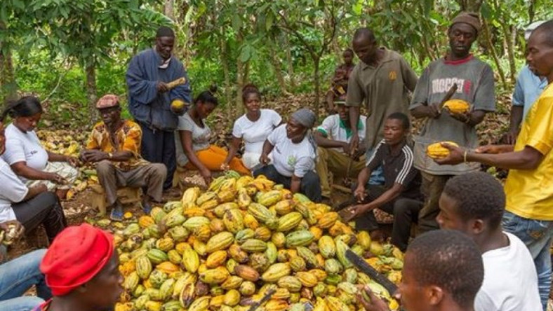 Nana Addo assures he will prioritize the welfare of cocoa farmers