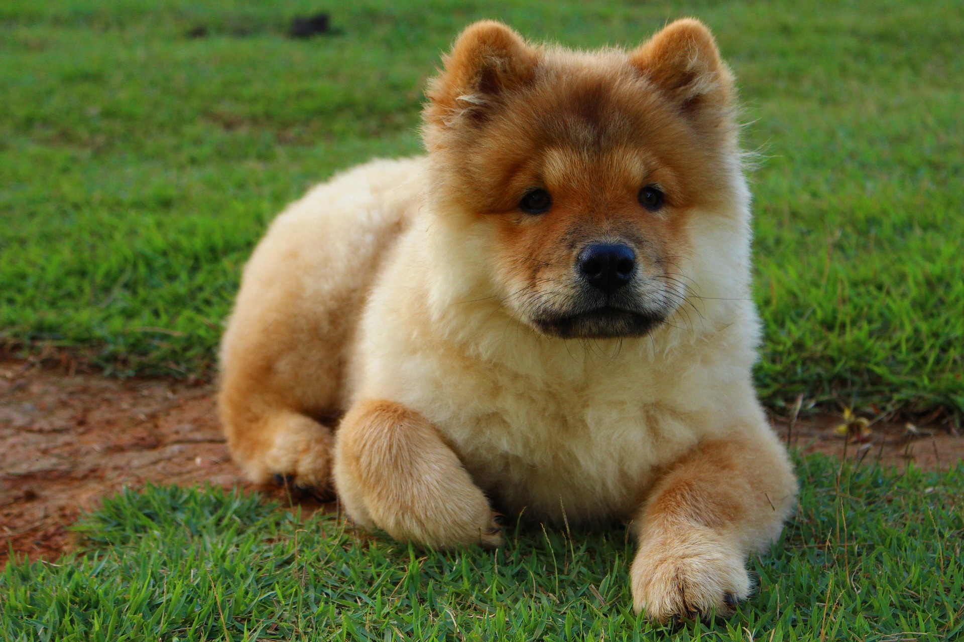 Rasa Chow Chow - ce caracteristici și temperament are câinele cu limba albastră