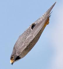 The peregrine falcon [Facebook]