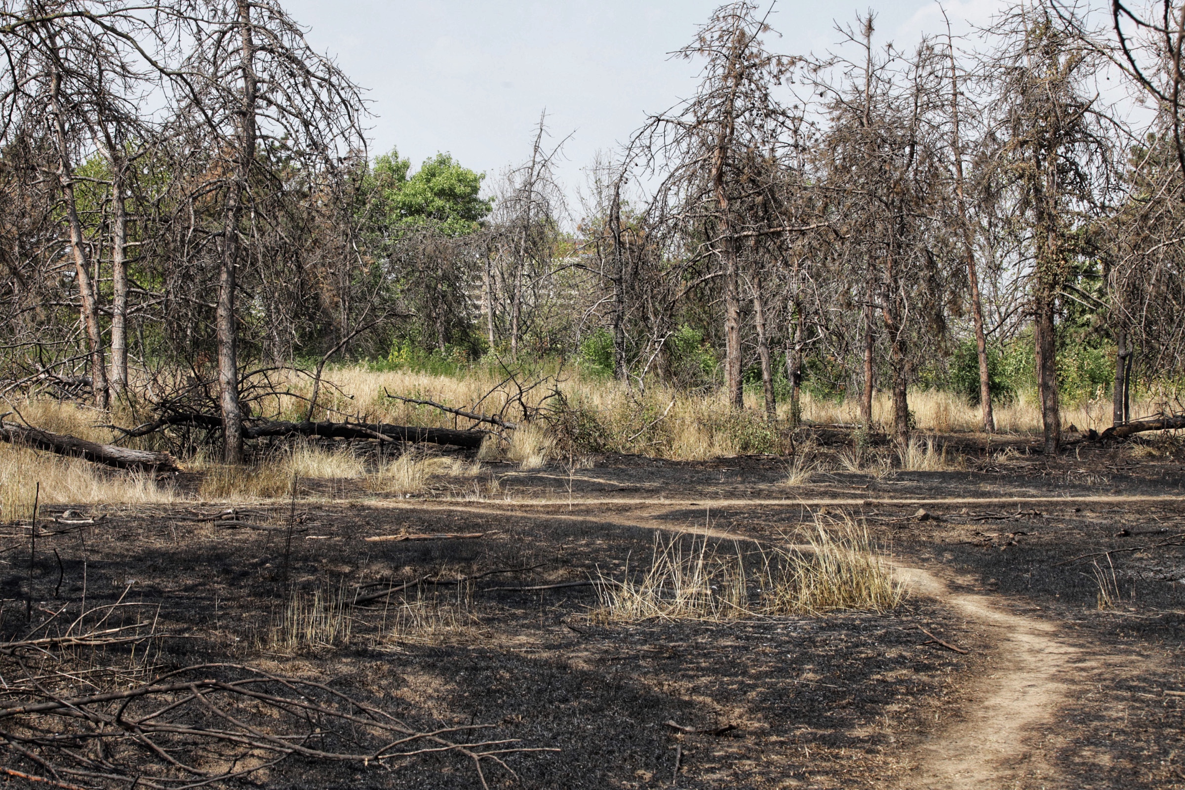 FOTO Cum arată Parcul IOR, după incendiul care a ars 4.000 de metri pătrați de vegetație