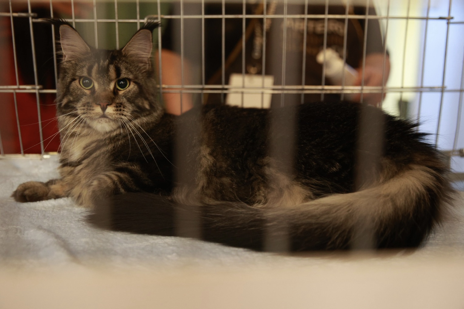 Pisici de top, priviri hipnotizante și povești spectaculoase. Cum a fost la Salonul Felin Internațional SofistiCAT