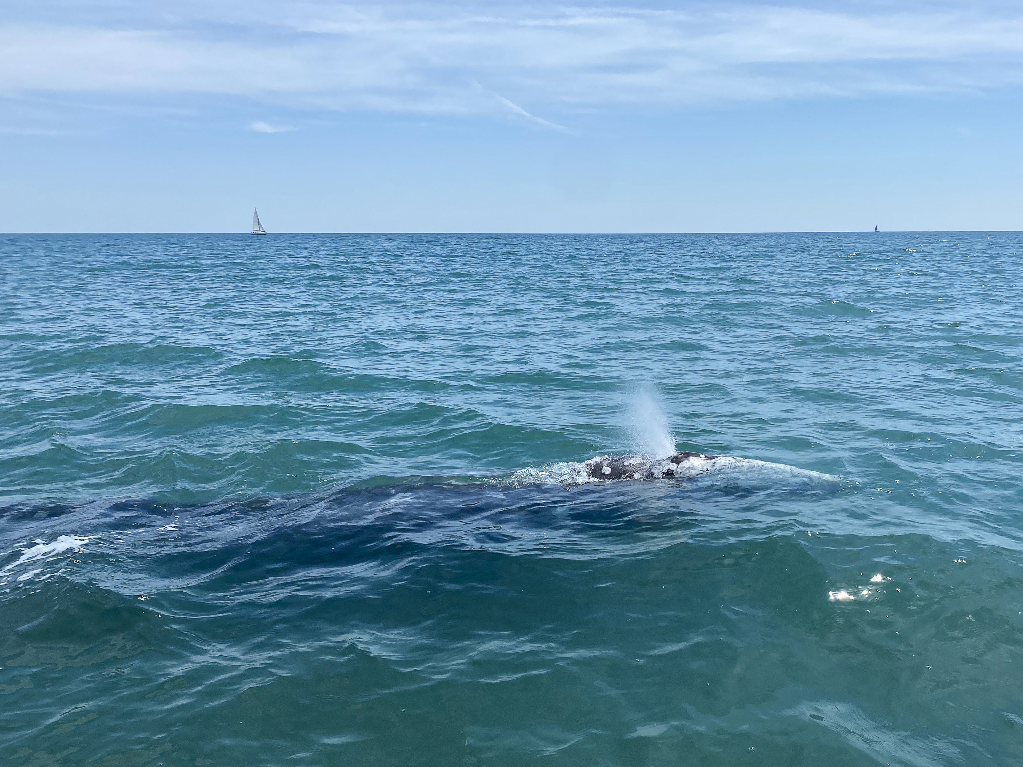 O balenă cenușie rătăcită în Marea Mediterană caută cu disperare să se întoarcă în Pacific. „E doar piele și os”