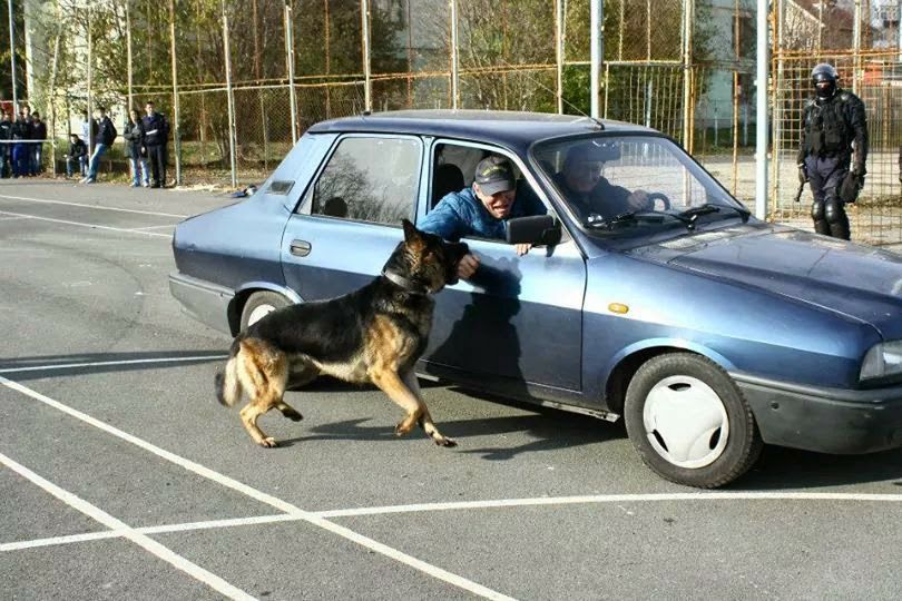 REPORTAJ/ Jandarmul Marius și câinele Mabanu, o prietenie mai presus de meserie. Deși a fost pensionat, ciobănescul german rămane cu plutonierul major/ (Foto&Video)