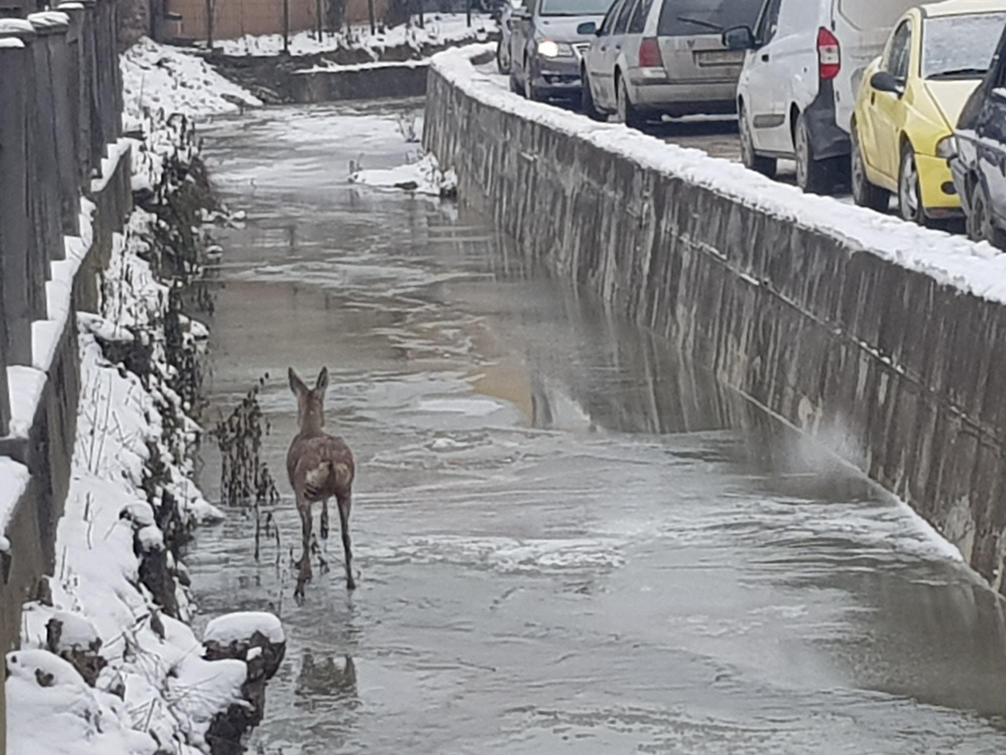 VIDEO | O căprioară blocată într-un sloi de gheață și un câine căzut în Târnava Mare, salvați de pompierii din Alba
