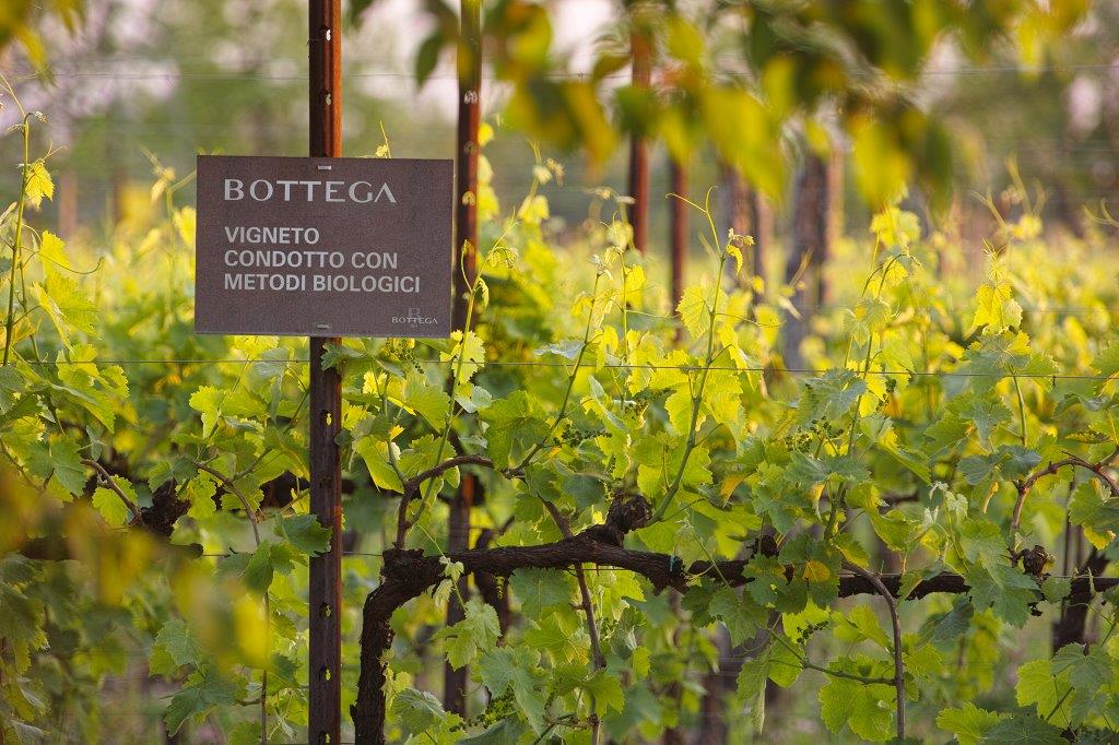 Bottega: cramă și distilerie din Italia, promotor al sustenabilității