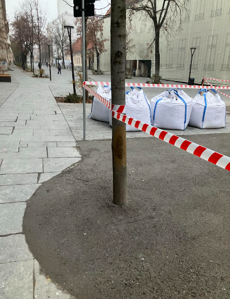 Muncitorii au turnat pietriș tasat în jurul copacilor, pe o stradă din centrul orașului Cluj-Napoca. RADP: „Nu mai suntem în asociere, nu am luat nici un leuț”