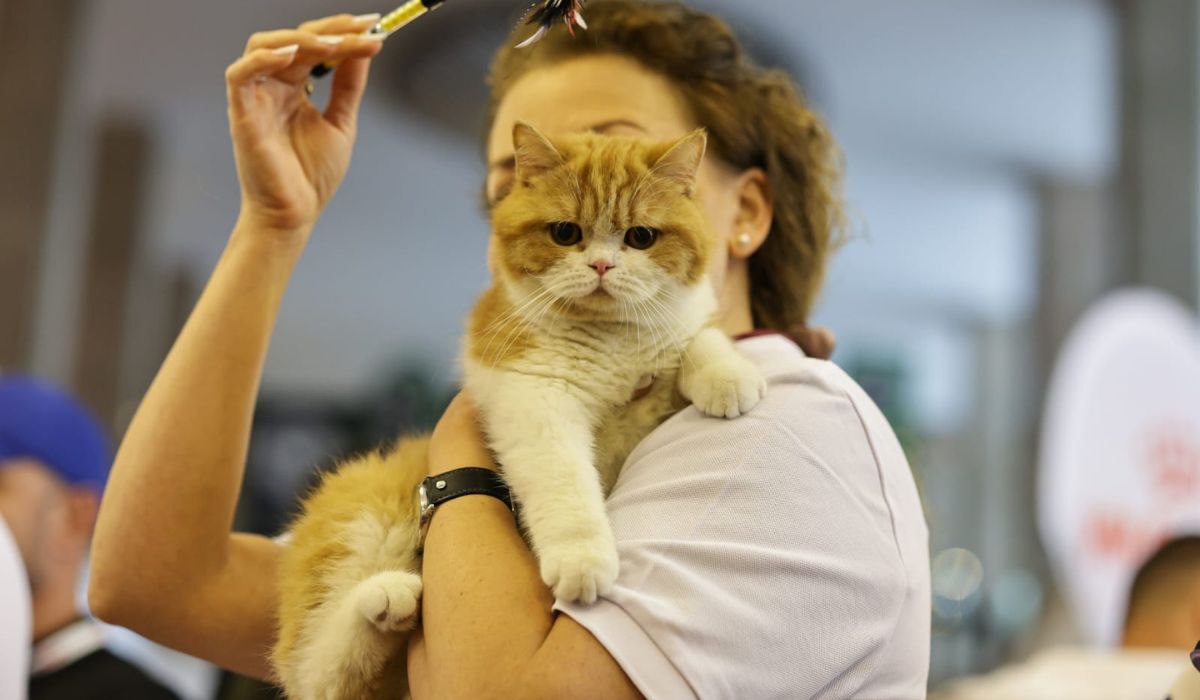 Expoziție de pisici la București: O nouă rasă de pisici va fi prezentată, în premieră, în România la evenimentul dedicat felinelor