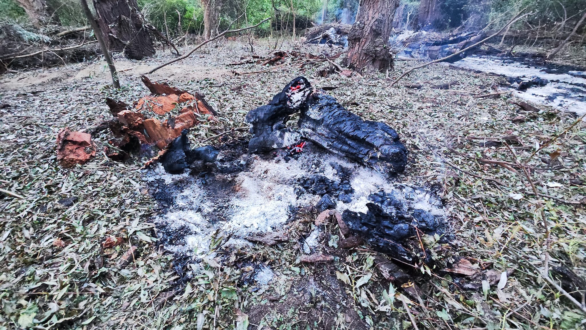 Imagini din locul unde au fost găsite, joi, resturile de dronă rusească pe teritoriul României: copaci carbonizați și cratere
