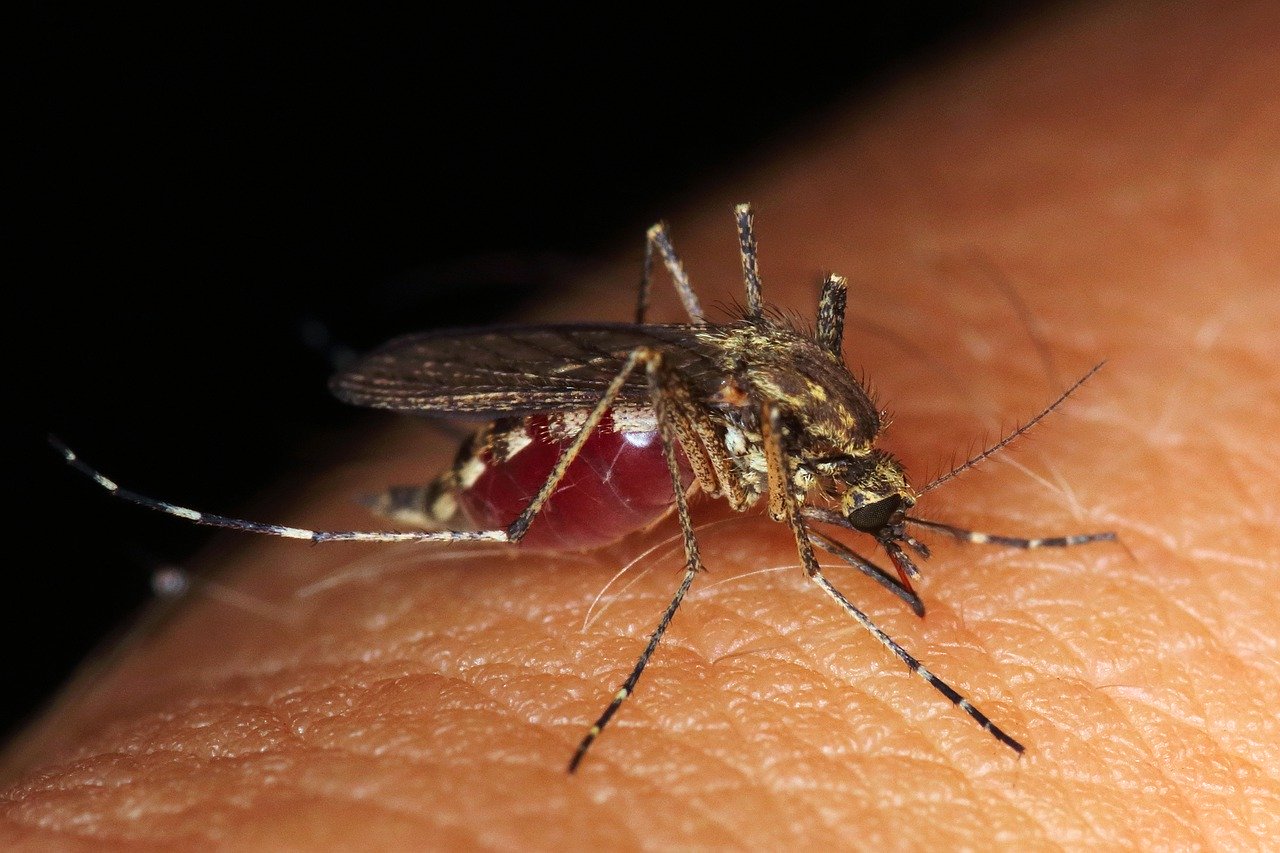 Tigrul platanului - ce este și cum ne apărăm de înțepăturile insectei