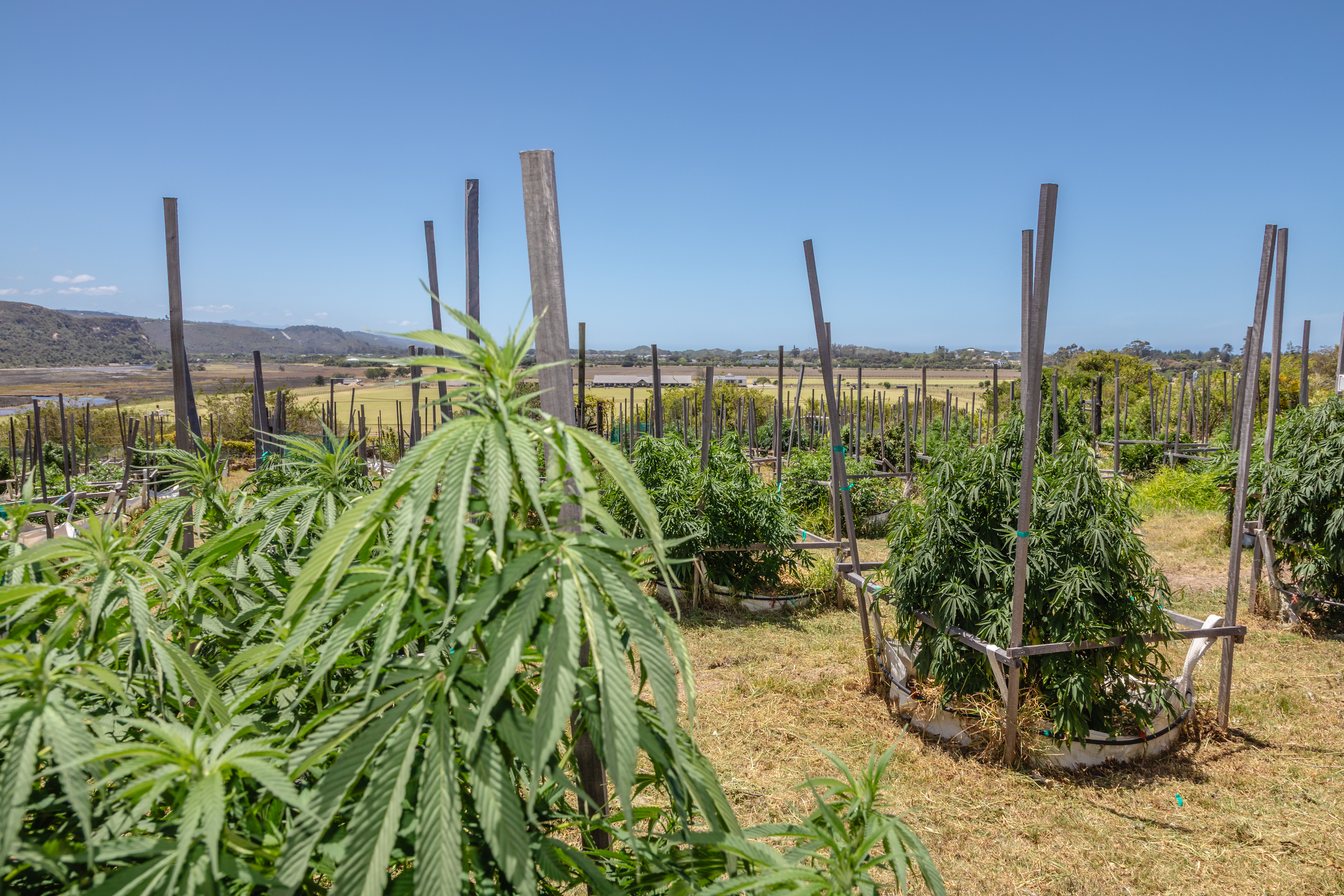Wide shot of a cannabis plantation showing rows of healthy cannabis plants growing in an outdoor commercial farm. Image represents legal cannabis cultivation, large-scale agricultural production, sustainable farming, and crop management. [Stock Photo/Getty Images]