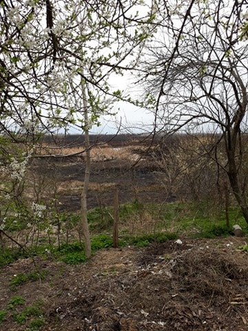 VIDEO Incendiu de vegetație în apropierea caselor din Fierbinți. Au ars 350 hectare de stuf și iarbă uscată: “Ne-am panicat, flăcările erau uriașe”