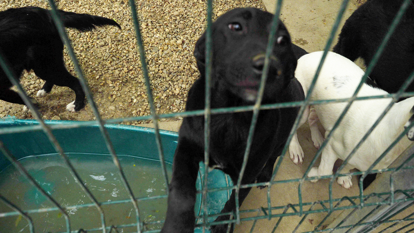 Acasă la motanul Putin şi câinele Zelenski. 30 de animale salvate din Ucraina şi-au găsit salvarea la un adăpost din Cernavodă