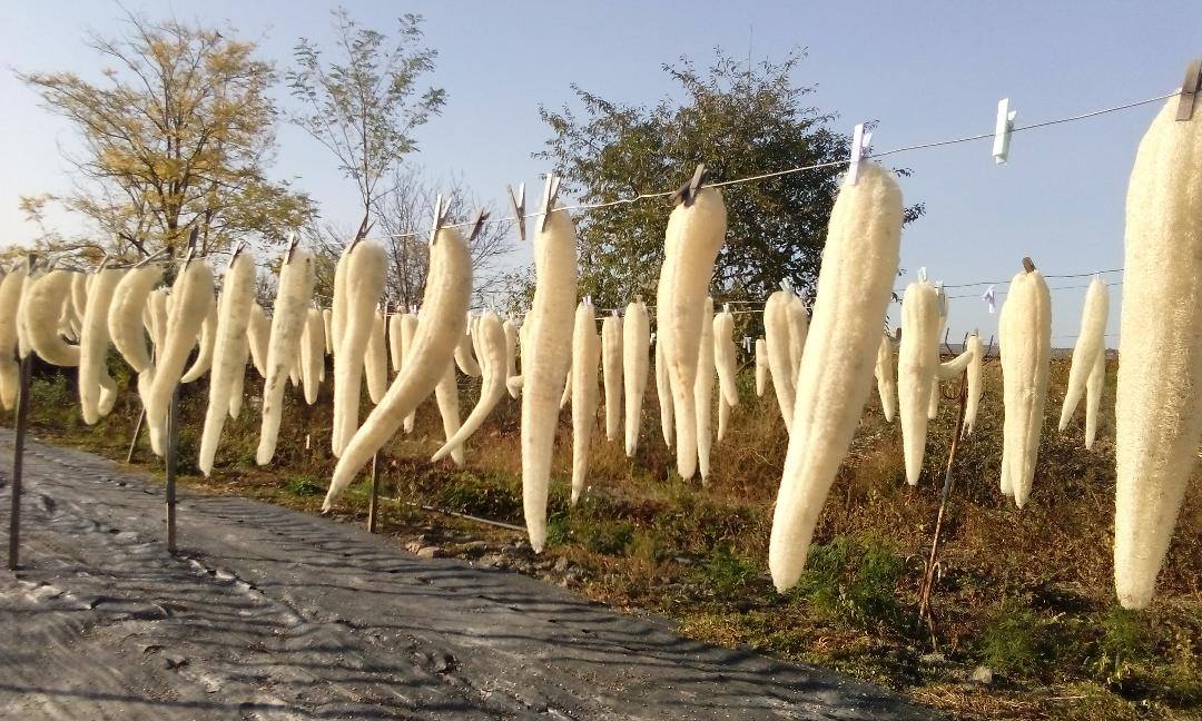 FOTO | O româncă și-a făcut o afacere inedită. Cultivă mii de bureți lufa