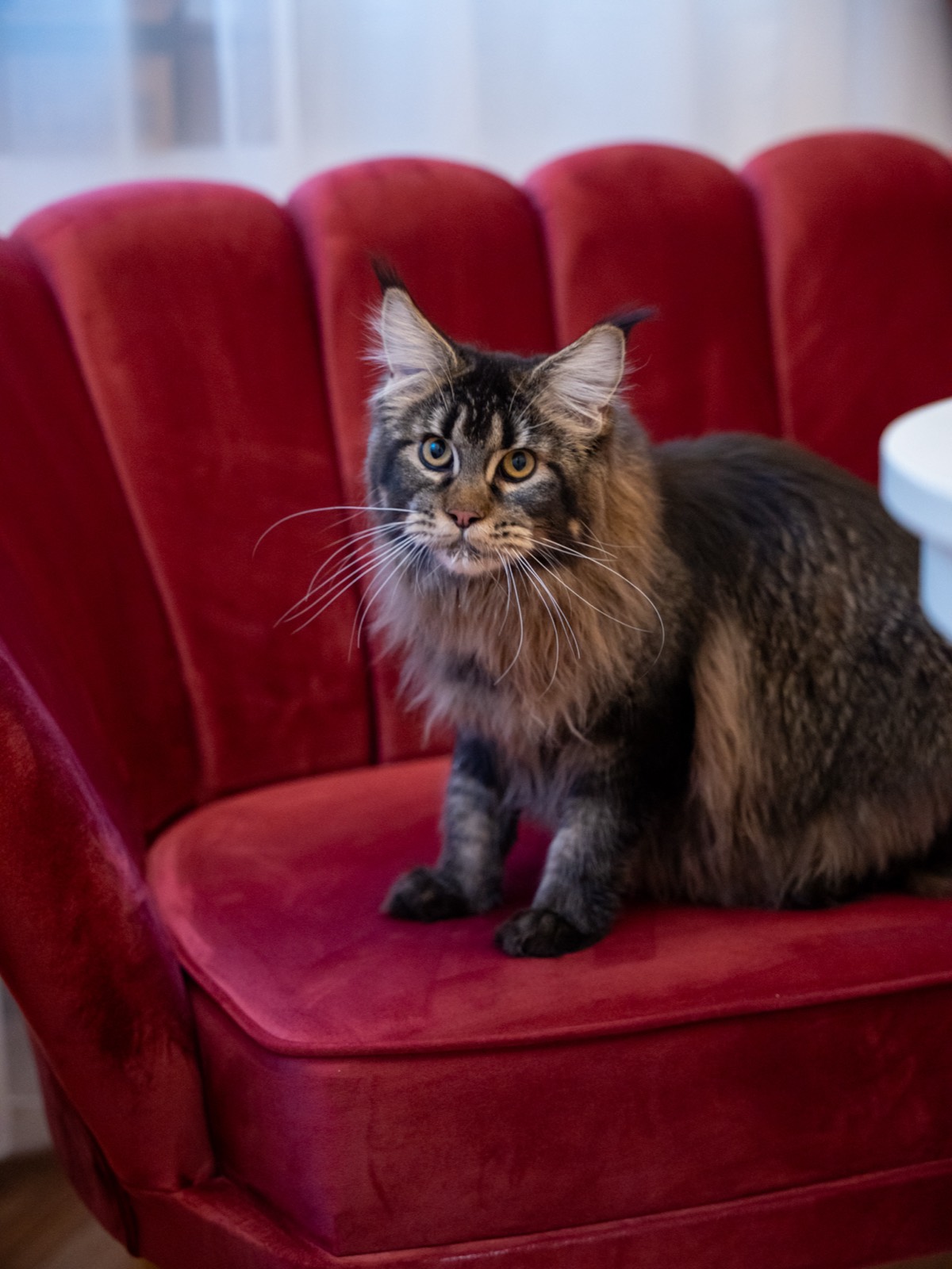 Prima cafenea cu pisici Maine Coon din România se deschide în București. Unde se află locația, prețurile din meniu și regulile casei