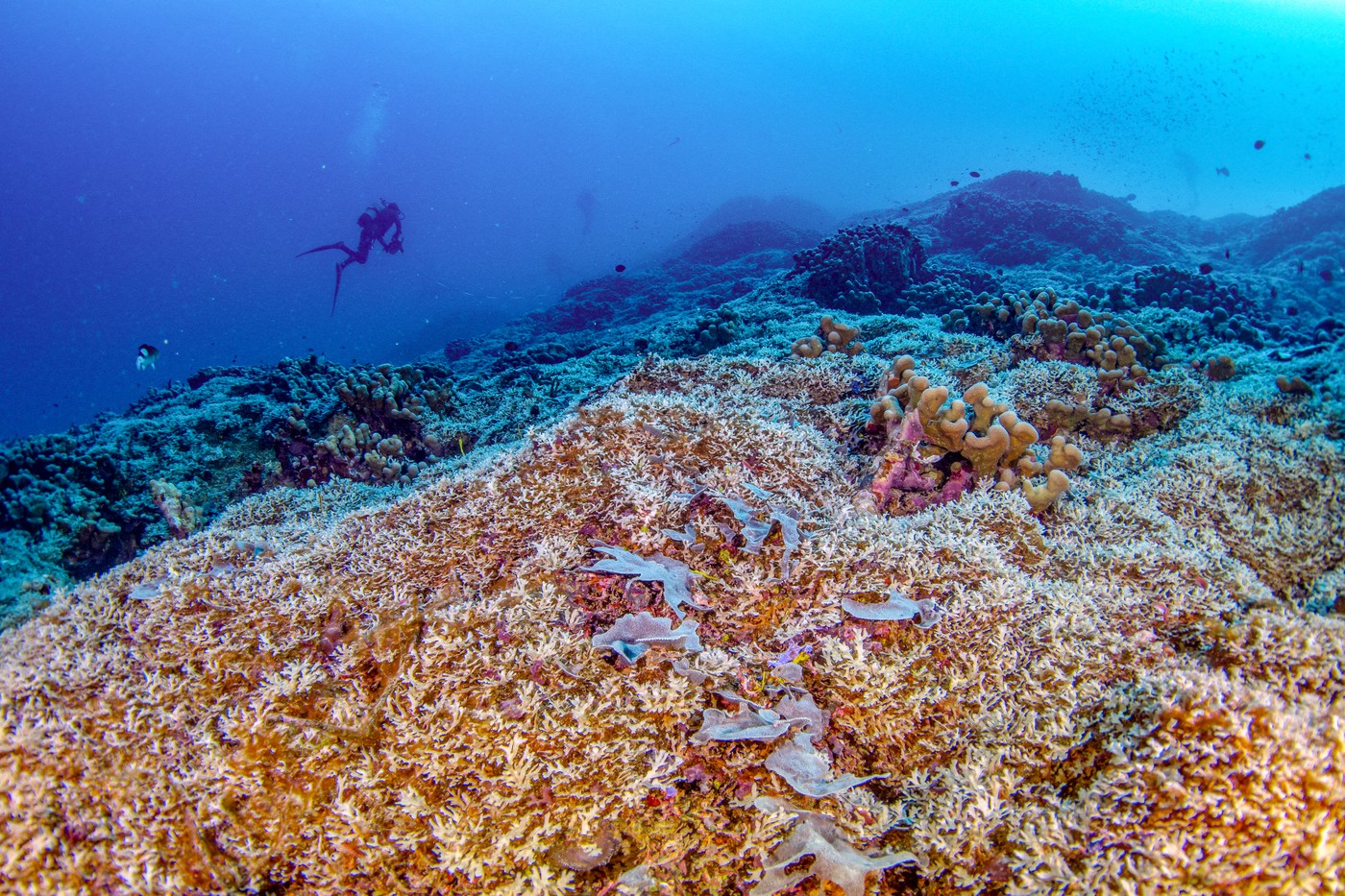 Cel mai mare coral înregistrat vreodată a fost descoperit în Oceanul Pacific