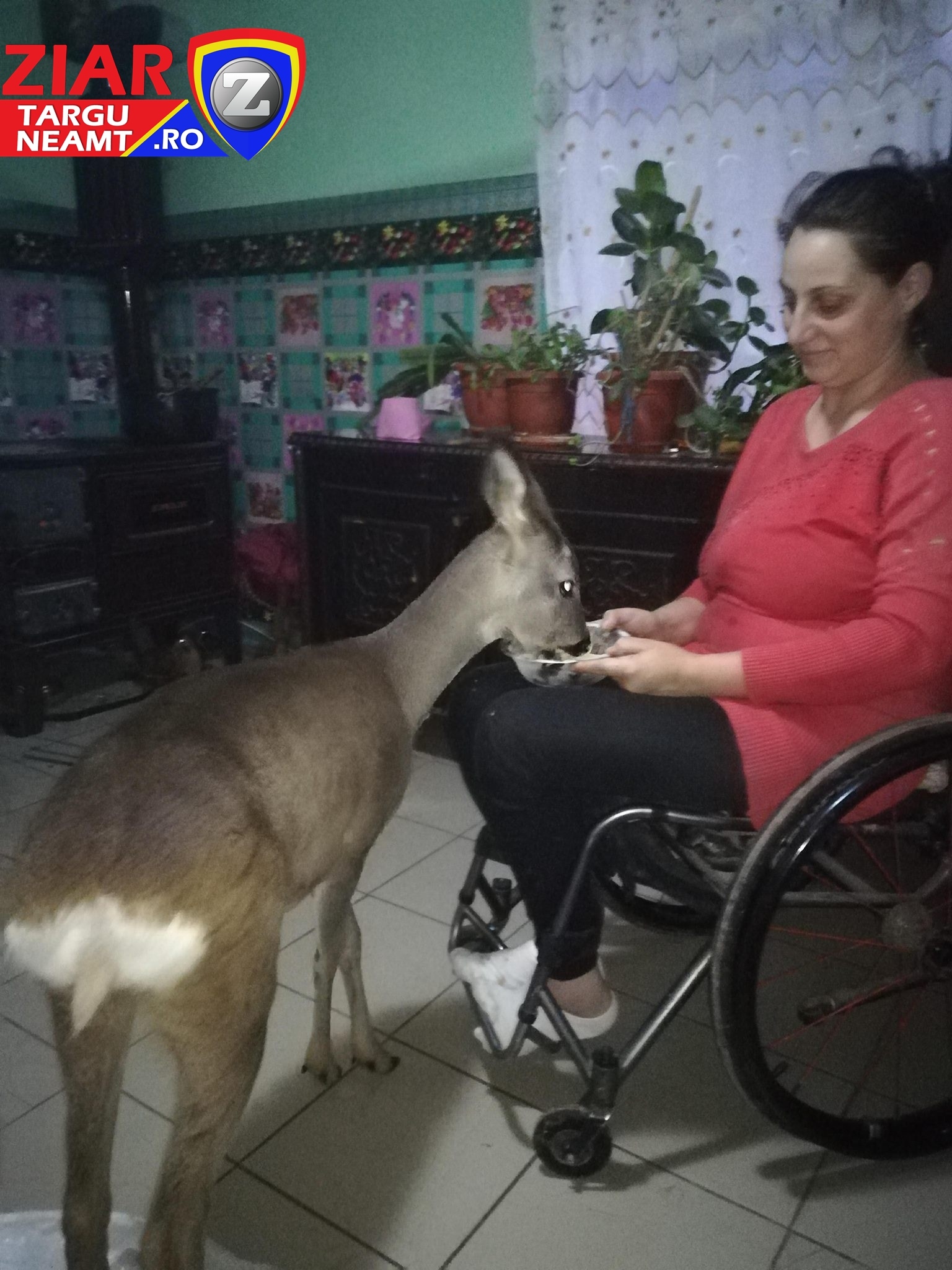 Pui de căprioară adoptat de doi soți din Târgu Neamţ, ambii în scaun cu rotile | FOTO