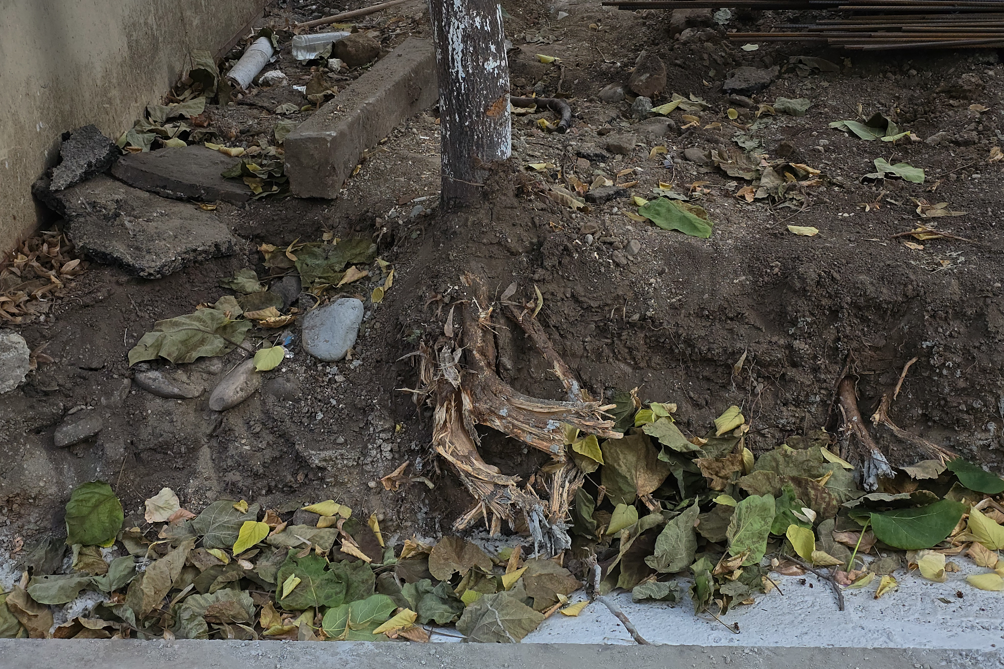 Au băgat excavatorul ca să facă șanțuri pentru gardul unei școli din București și au rupt rădăcinile a zeci de copaci